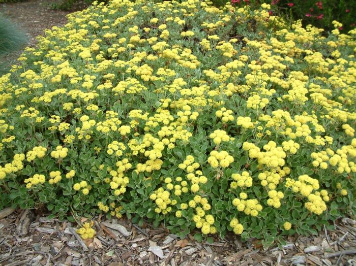 Plant photo of: Eriogonum umbellatum