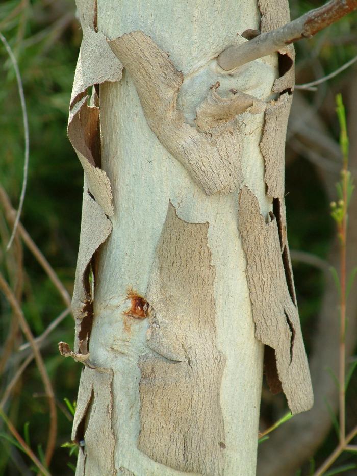 Plant photo of: Eucalyptus erythrocorys