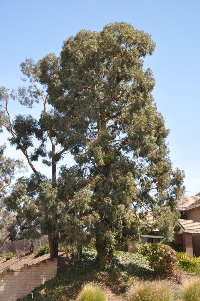 Plant photo of: Eucalyptus sideroxylon 'Rosea'