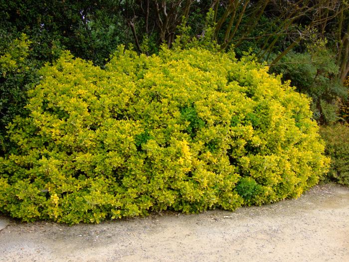 Plant photo of: Euonymus japonicus 'Aureovariegatus'