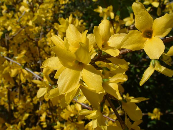 Plant photo of: Forsythia X intermedia