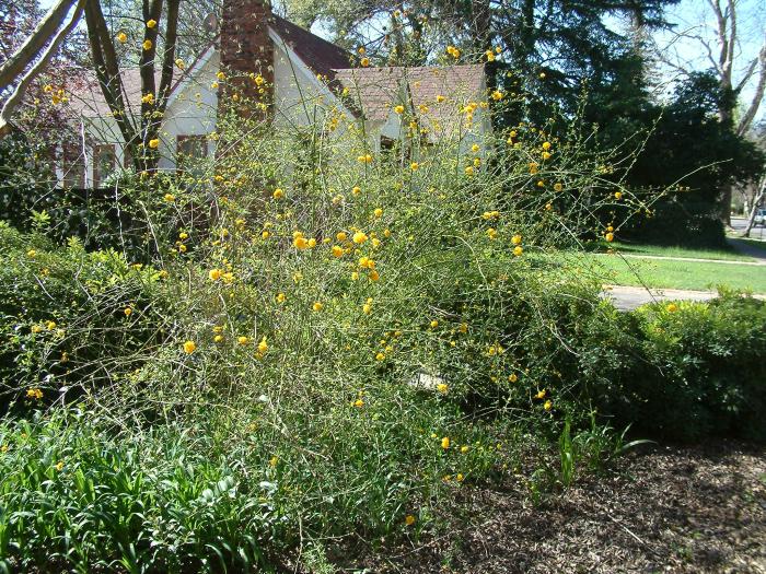 Plant photo of: Forsythia X intermedia