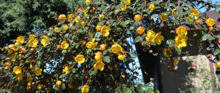 Plant photo of: Fremontodendron 'Ken Taylor'