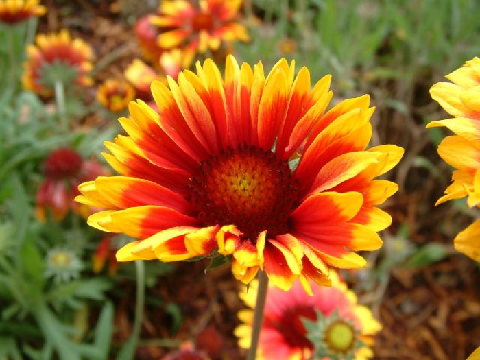 Plant photo of: Gaillardia X grandiflora 'Goblin'