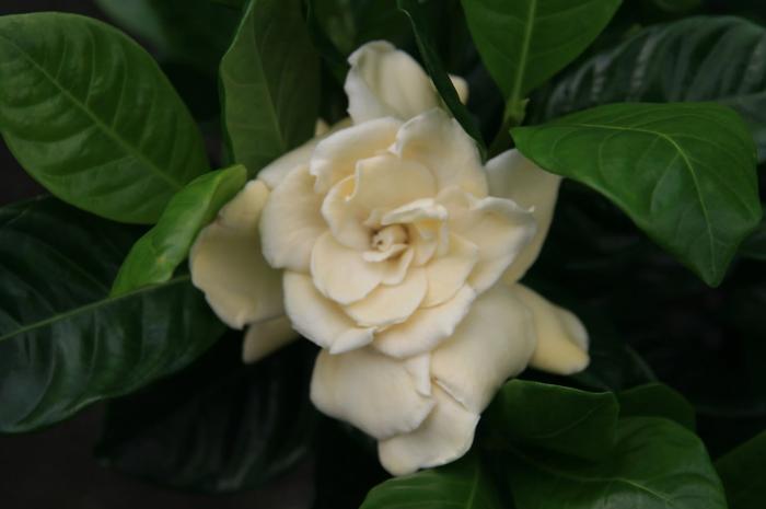 Plant photo of: Gardenia augusta 'Veitchii'