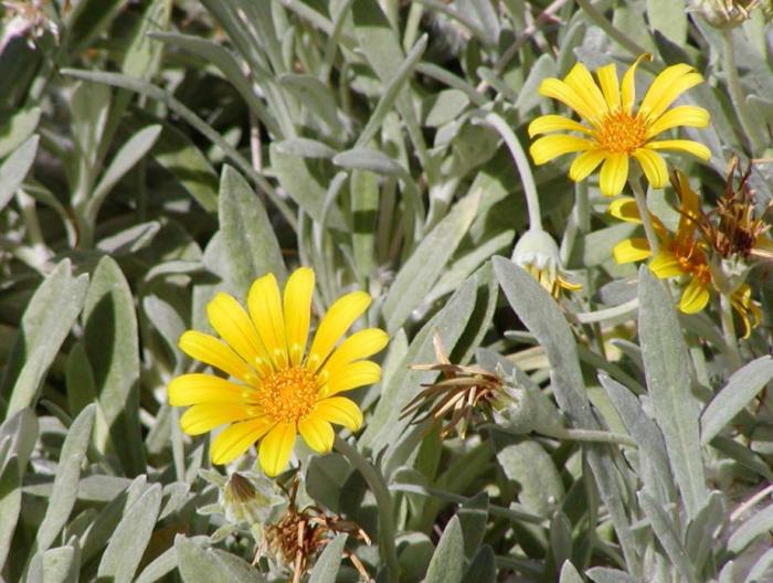 Plant photo of: Gazania rigens Sun Gold