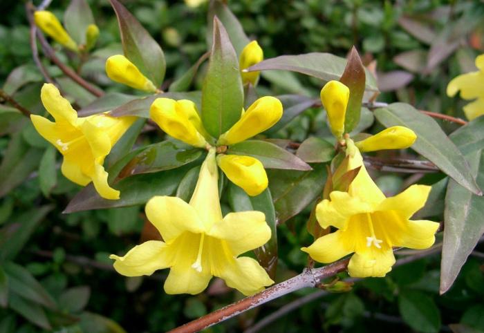 Plant photo of: Gelsemium sempervirens