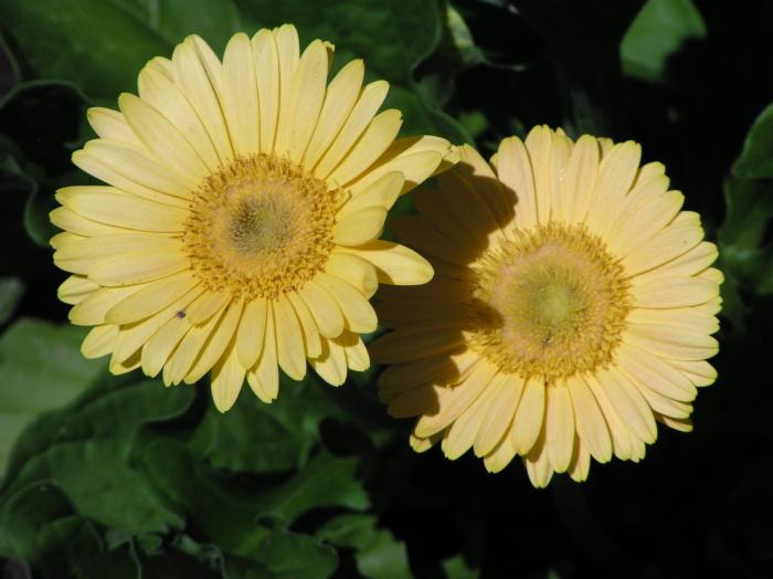 Plant photo of: Gerbera jamesonii