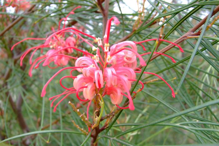 Plant photo of: Grevillea 'Long John'