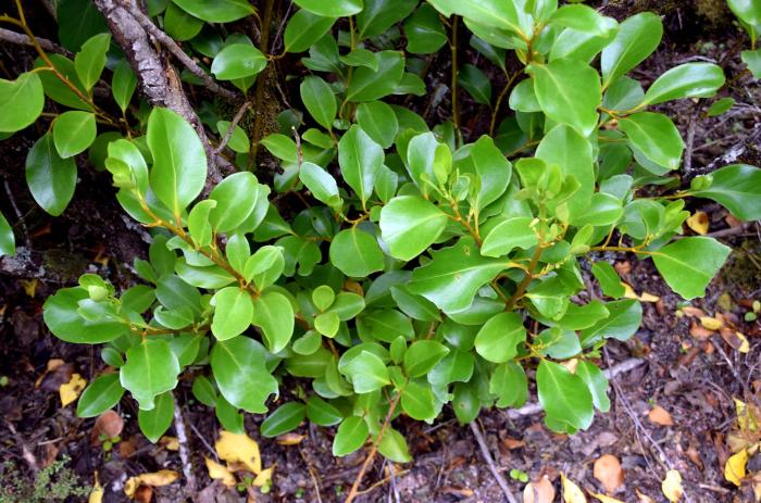 Plant photo of: Griselinia littoralis