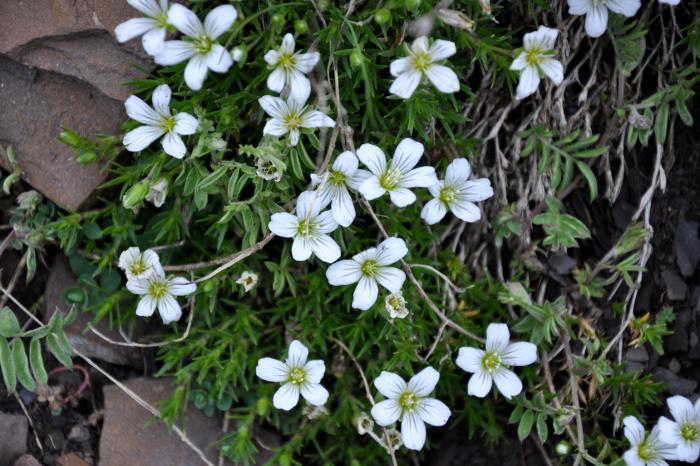 Plant photo of: Gypsophila repens