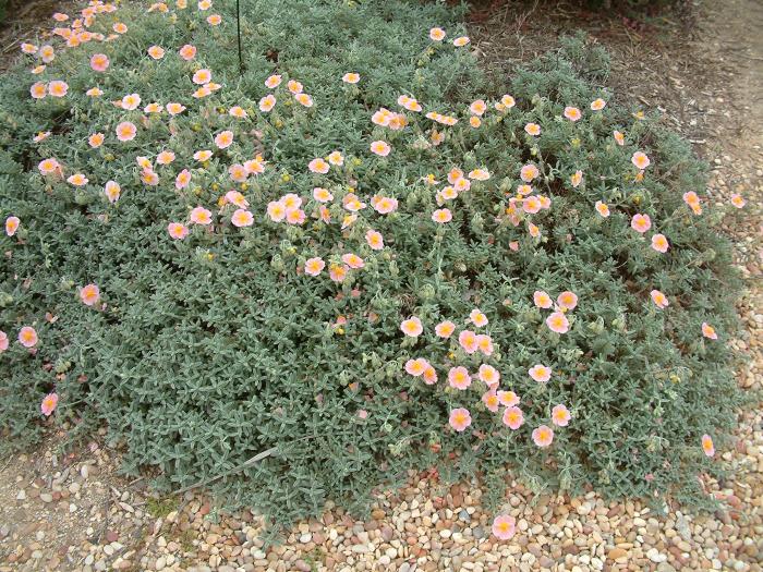 Plant photo of: Helianthemum num. 'Wisley Pink'