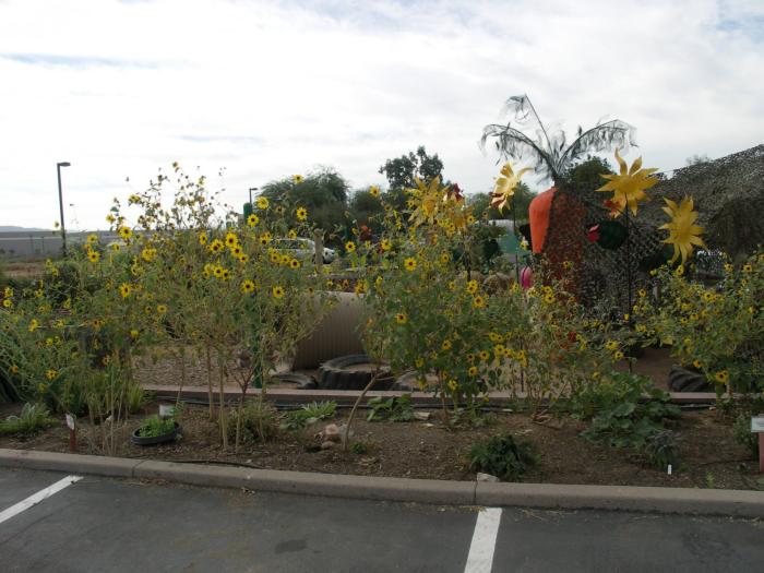 Plant photo of: Helianthus maximilianii