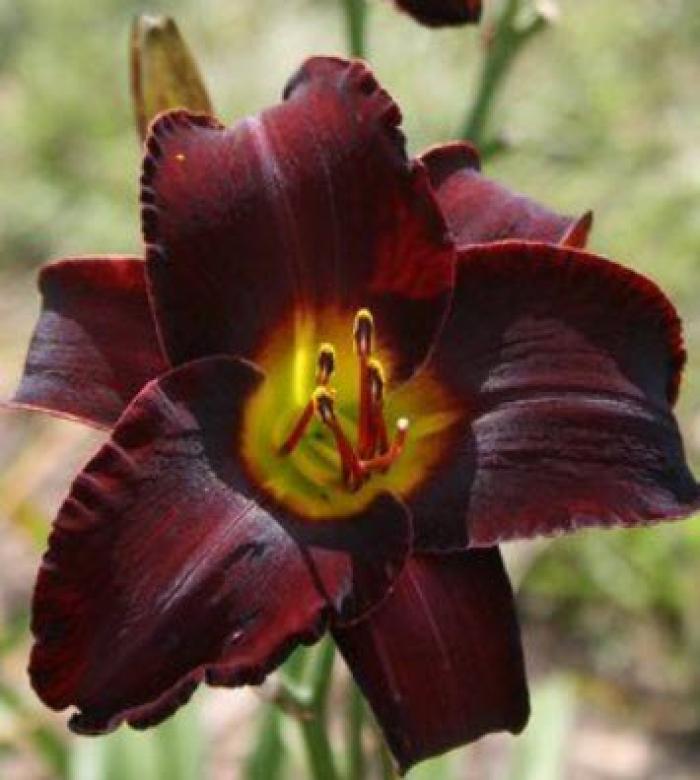 Plant photo of: Hemerocallis 'Acapulco Night'