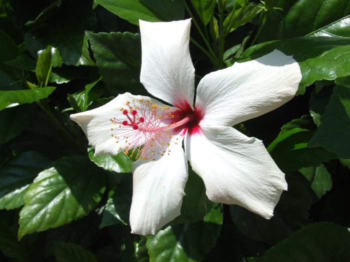 Plant photo of: Hibiscus rosa-sinensis