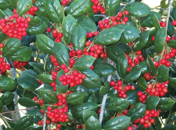 Plant photo of: Ilex cornuta 'Burfordii'