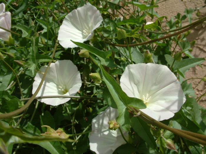 Plant photo of: Ipomoea alba