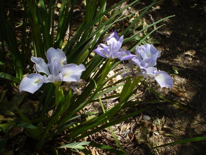 Plant photo of: Iris Pacific Coast Hybrids