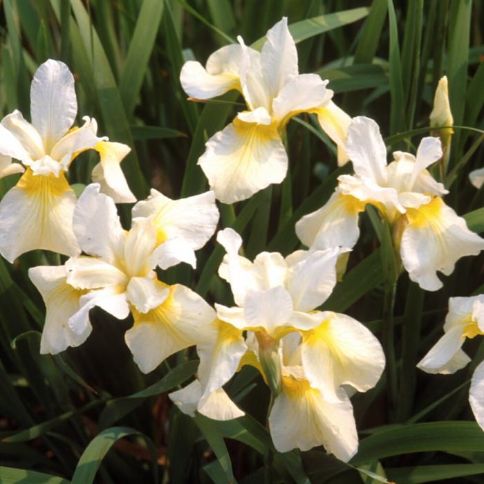 Plant photo of: Iris sibirica 'Butter and Sugar'