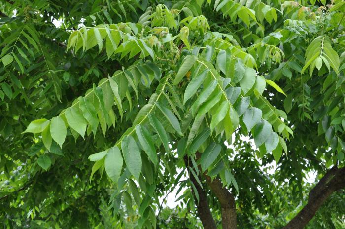 Plant photo of: Juglans cineria