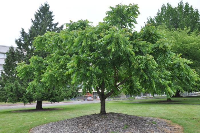 Plant photo of: Juglans cineria