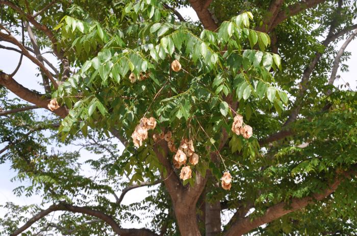 Plant photo of: Koelreuteria bipinnata