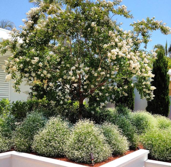 Plant photo of: Lagerstroemia 'Natchez'