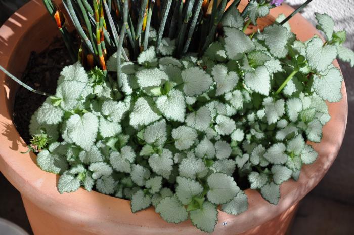 Plant photo of: Lamium maculatum 'White Nancy'