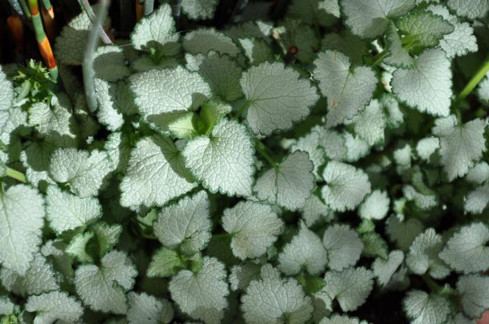 Plant photo of: Lamium maculatum 'White Nancy'