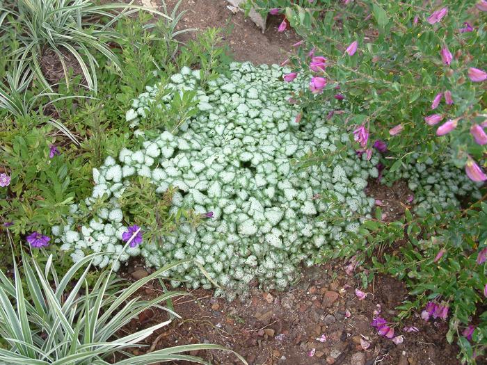 Plant photo of: Lamium maculatum 'White Nancy'