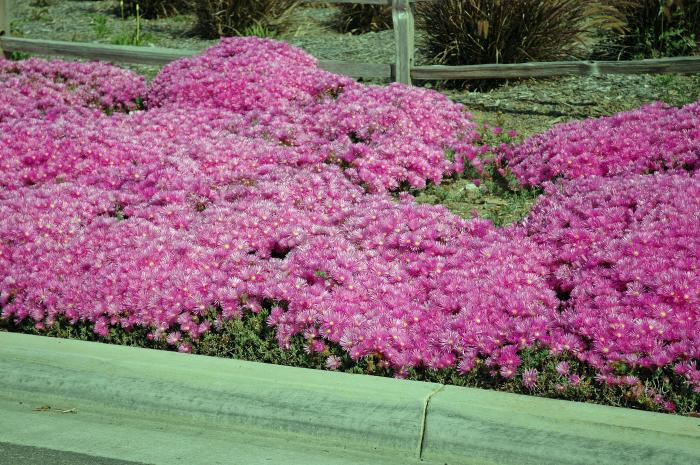 Plant photo of: Lampranthus spectabilis