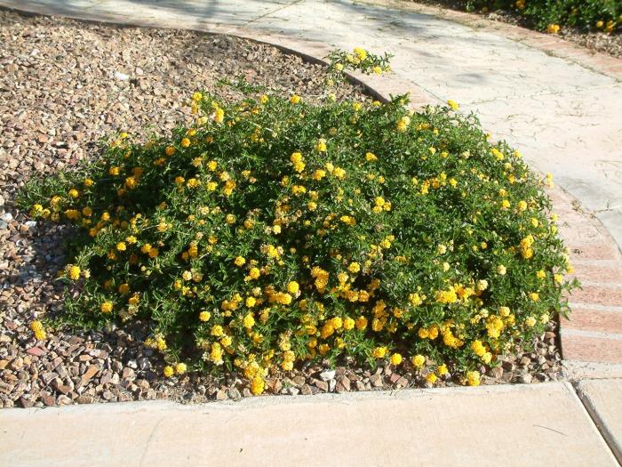 Plant photo of: Lantana 'Dwarf Yellow Bush'