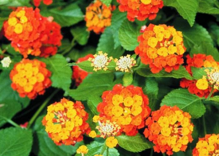 Plant photo of: Lantana Patriot Classic 'Firewagon'