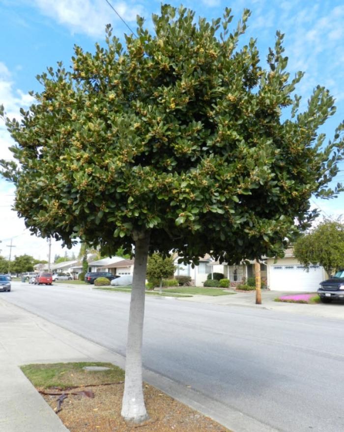 Plant photo of: Laurus nobilis 'Saratoga'