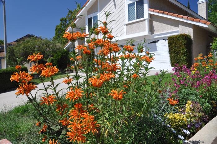 Plant photo of: Leonotis leonurus