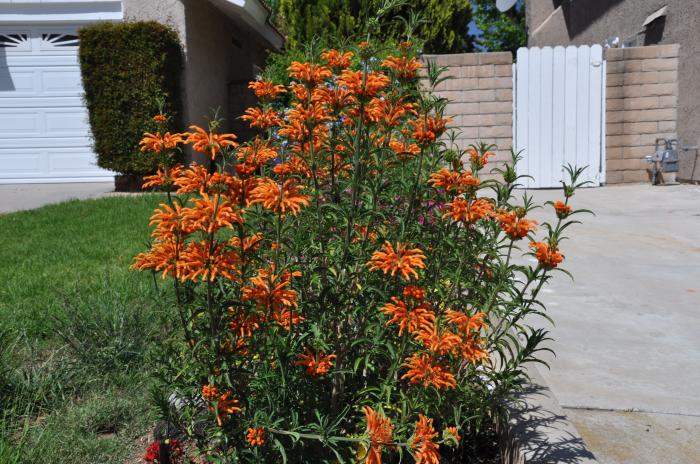 Plant photo of: Leonotis leonurus