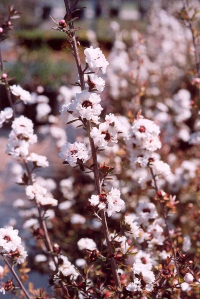 Plant photo of: Leptospermum scoparium 'Apple Blossom'