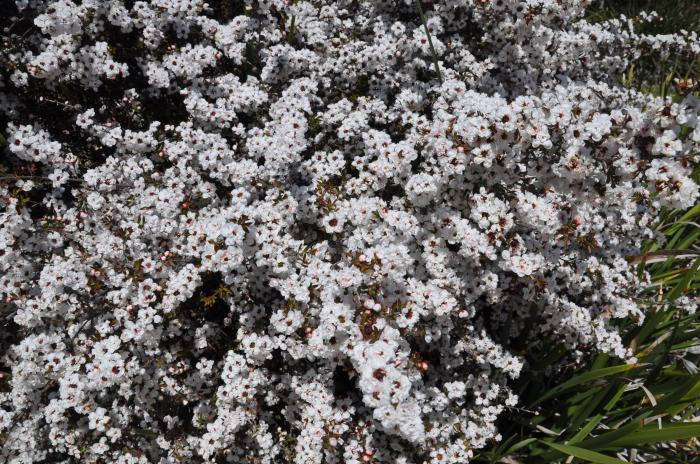 Plant photo of: Leptospermum scoparium 'Snow White'