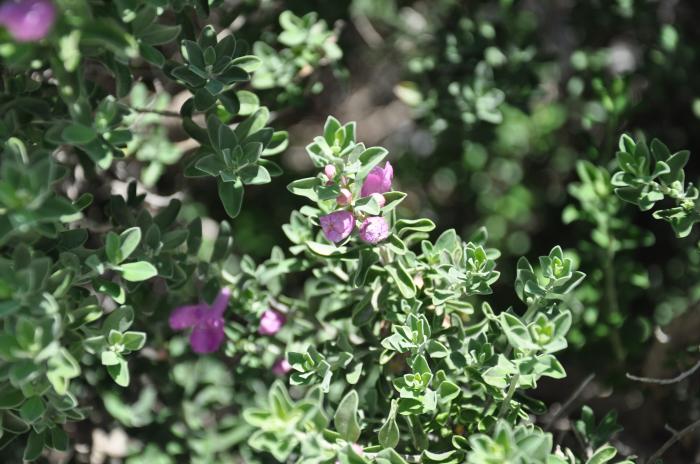 Plant photo of: Leucophyllum frutescens