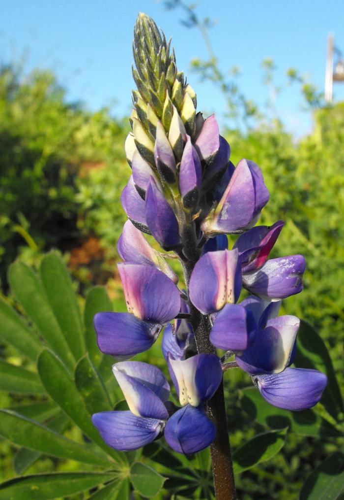 Plant photo of: Lupinus succulentus