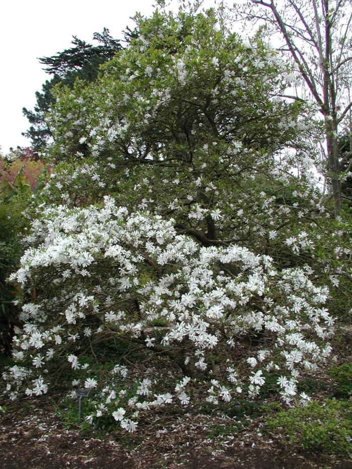 Plant photo of: Magnolia stellata