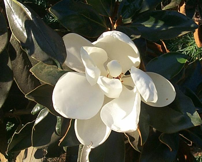 Plant photo of: Magnolia grandiflora 'Little Gem'