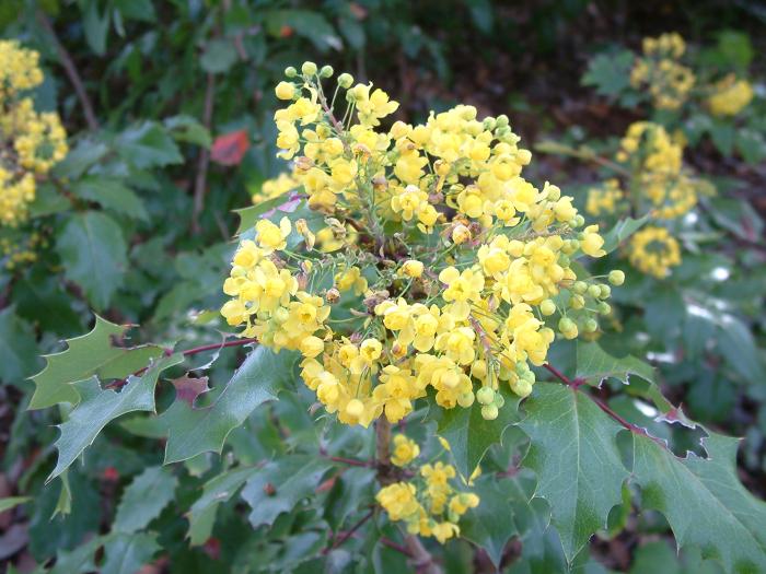 Plant photo of: Mahonia 'Golden Abundance'