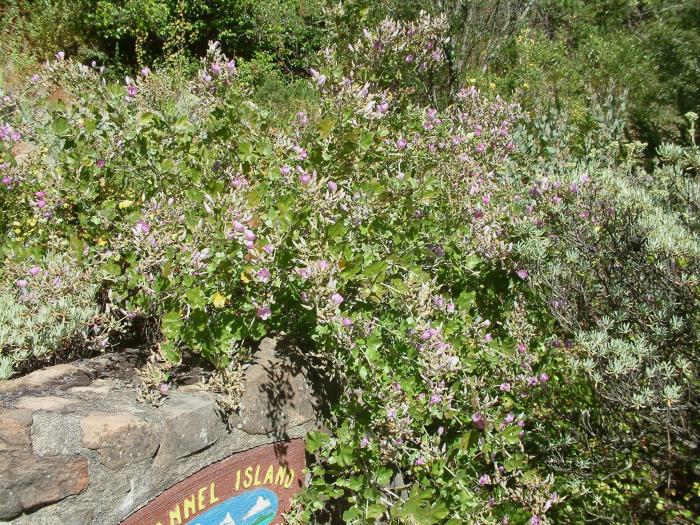 Plant photo of: Malacothamnus fasciculatus