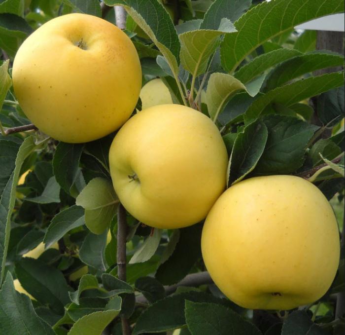 Plant photo of: Malus 'Golden Delicious'