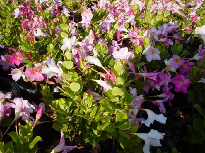 Plant photo of: Mandevilla hybrids