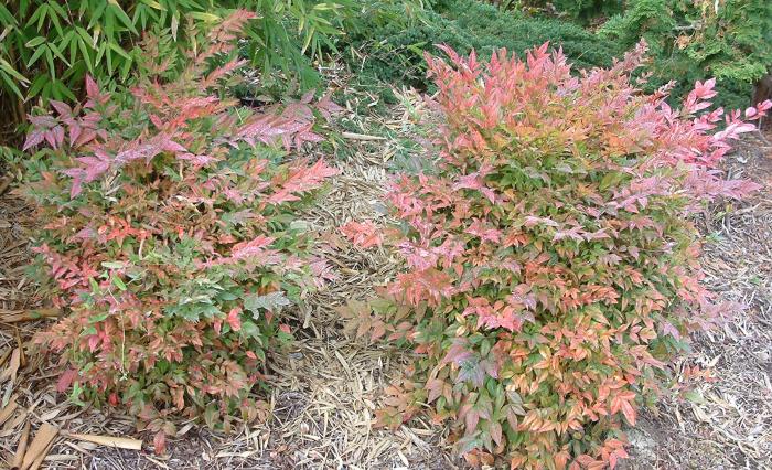 Plant photo of: Nandina domestica 'Gulf Stream'