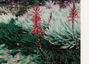 Gold Tooth Aloe