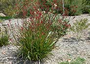 Kangaroo Paws, Red