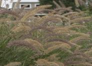 Karley Rose Oriental Fountain Grass